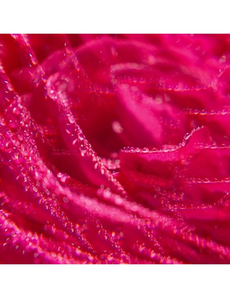 Roger & Gallet Rose Mirisna vodica Ruža